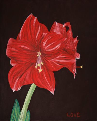 Amaryllis